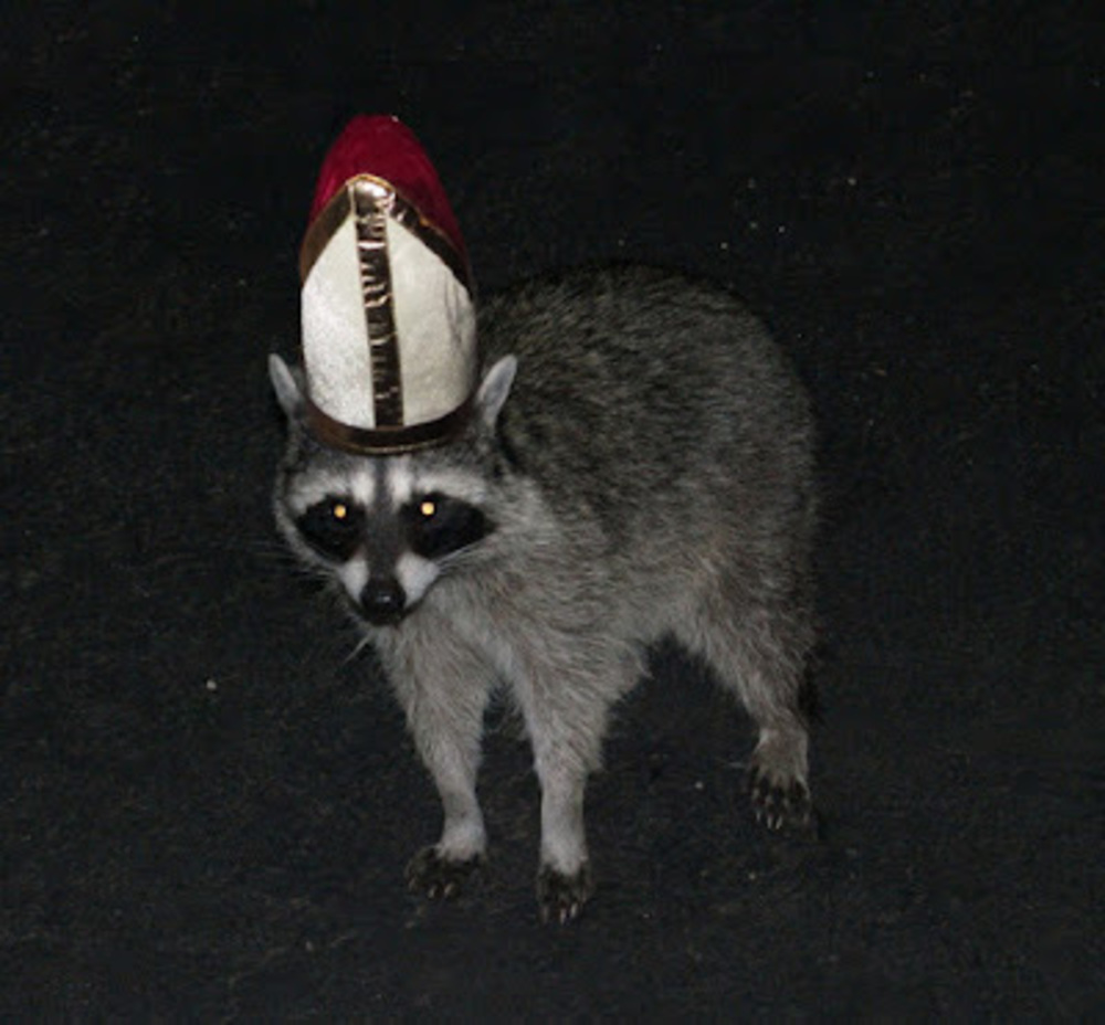 Meet your Posher, The raccoon